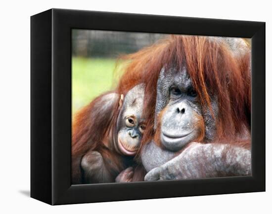 A Baby Orangutan Cuddles up Close to Her Mother at London Zoo, August 1991-null-Framed Premier Image Canvas