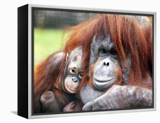 A Baby Orangutan Cuddles up Close to Her Mother at London Zoo, August 1991-null-Framed Premier Image Canvas