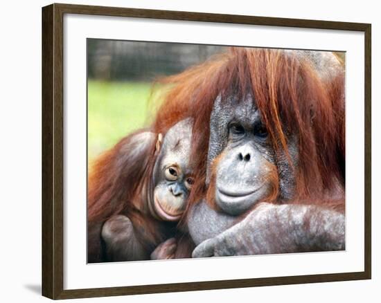 A Baby Orangutan Cuddles up Close to Her Mother at London Zoo, August 1991-null-Framed Photographic Print