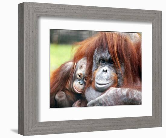 A Baby Orangutan Cuddles up Close to Her Mother at London Zoo, August 1991-null-Framed Photographic Print