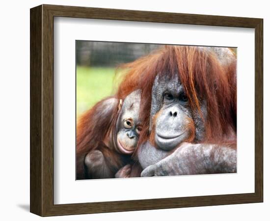 A Baby Orangutan Cuddles up Close to Her Mother at London Zoo, August 1991-null-Framed Photographic Print