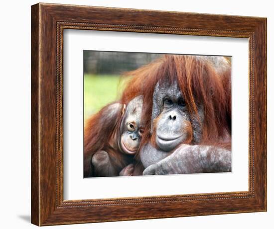 A Baby Orangutan Cuddles up Close to Her Mother at London Zoo, August 1991-null-Framed Photographic Print