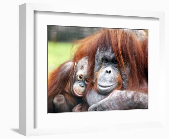 A Baby Orangutan Cuddles up Close to Her Mother at London Zoo, August 1991-null-Framed Photographic Print