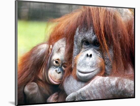 A Baby Orangutan Cuddles up Close to Her Mother at London Zoo, August 1991-null-Mounted Photographic Print