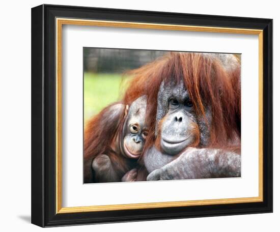 A Baby Orangutan Cuddles up Close to Her Mother at London Zoo, August 1991-null-Framed Photographic Print