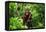 A Baby Orangutan in the Wild. Indonesia. the Island of Kalimantan (Borneo). an Excellent Illustrati-GUDKOV ANDREY-Framed Premier Image Canvas