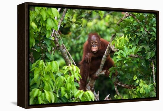 A Baby Orangutan in the Wild. Indonesia. the Island of Kalimantan (Borneo). an Excellent Illustrati-GUDKOV ANDREY-Framed Premier Image Canvas