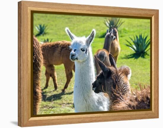 A Baby White Llama-Alanbrito-Framed Premier Image Canvas