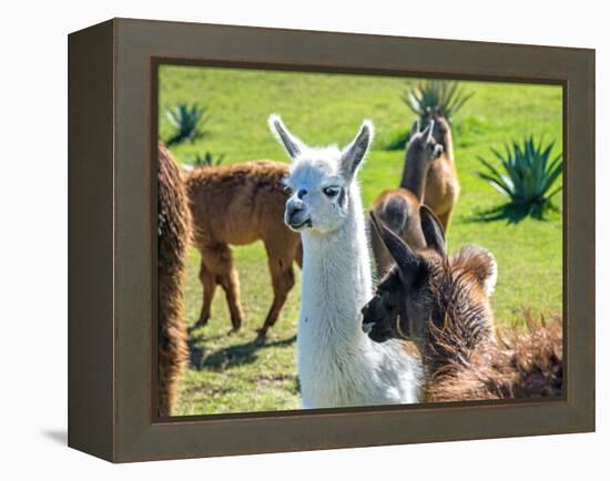 A Baby White Llama-Alanbrito-Framed Premier Image Canvas