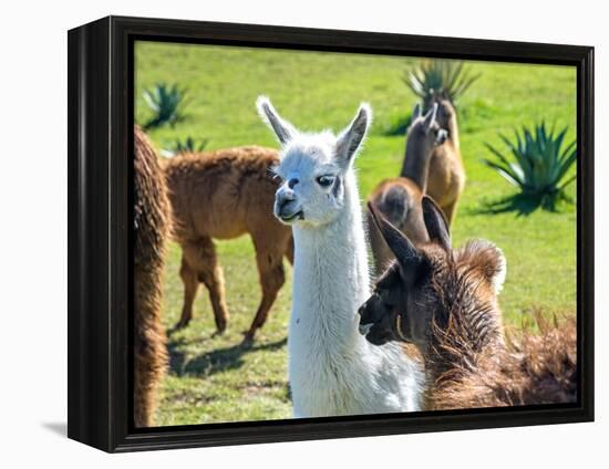 A Baby White Llama-Alanbrito-Framed Premier Image Canvas