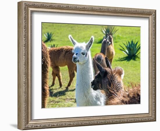 A Baby White Llama-Alanbrito-Framed Photographic Print