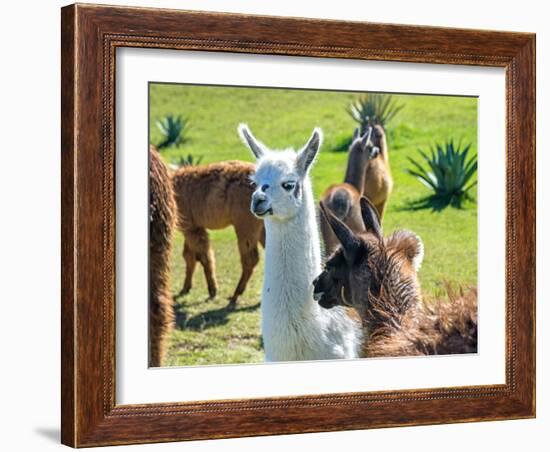 A Baby White Llama-Alanbrito-Framed Photographic Print