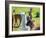 A Baby White Llama-Alanbrito-Framed Photographic Print