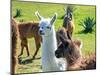 A Baby White Llama-Alanbrito-Mounted Photographic Print