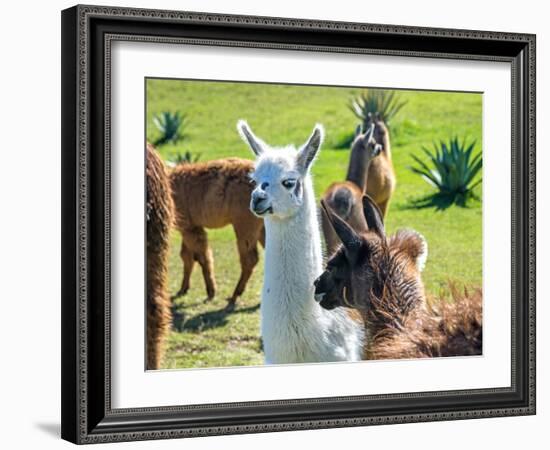 A Baby White Llama-Alanbrito-Framed Photographic Print