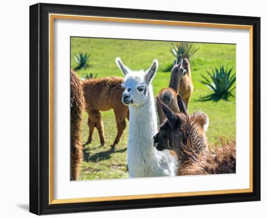 A Baby White Llama-Alanbrito-Framed Photographic Print