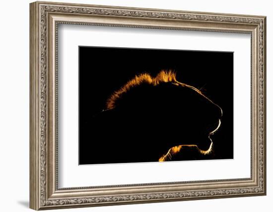 A backlit portrait of a lion at sunset. Voi, Tsavo Conservation Area, Kenya.-Sergio Pitamitz-Framed Photographic Print