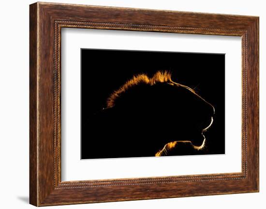 A backlit portrait of a lion at sunset. Voi, Tsavo Conservation Area, Kenya.-Sergio Pitamitz-Framed Photographic Print