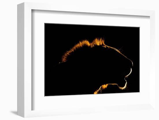 A backlit portrait of a lion at sunset. Voi, Tsavo Conservation Area, Kenya.-Sergio Pitamitz-Framed Photographic Print