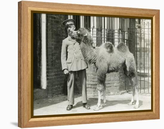 A Bactrian Camel Calf-Frederick William Bond-Framed Premier Image Canvas