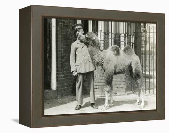 A Bactrian Camel Calf-Frederick William Bond-Framed Premier Image Canvas