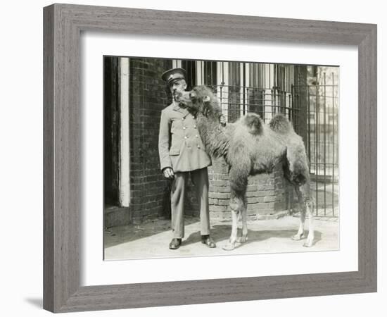 A Bactrian Camel Calf-Frederick William Bond-Framed Photographic Print