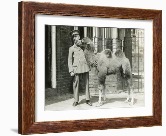 A Bactrian Camel Calf-Frederick William Bond-Framed Photographic Print