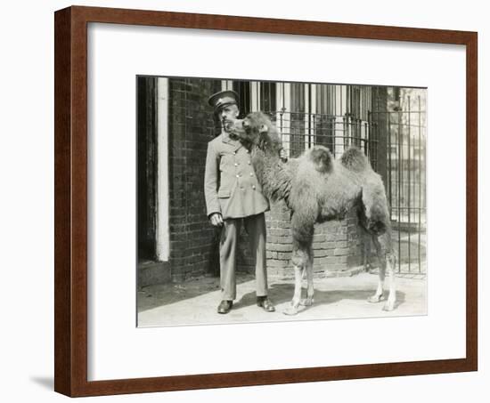 A Bactrian Camel Calf-Frederick William Bond-Framed Photographic Print