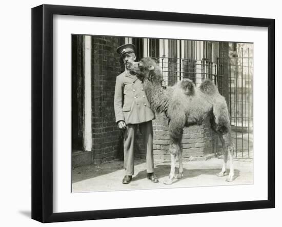 A Bactrian Camel Calf-Frederick William Bond-Framed Photographic Print