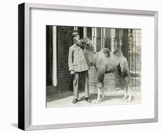 A Bactrian Camel Calf-Frederick William Bond-Framed Photographic Print