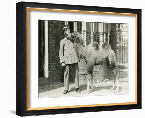 A Bactrian Camel Calf-Frederick William Bond-Framed Photographic Print