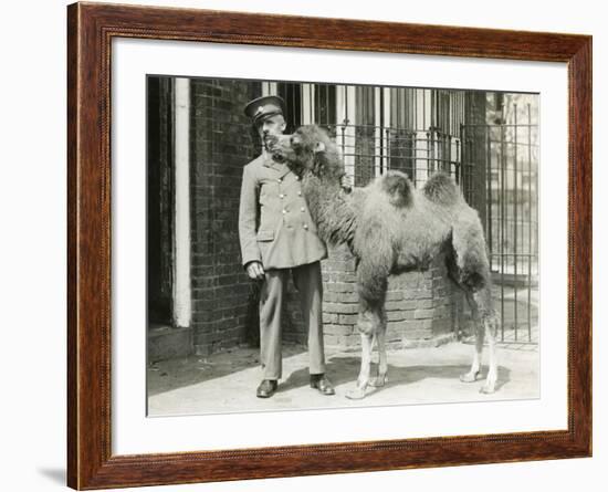 A Bactrian Camel Calf-Frederick William Bond-Framed Photographic Print