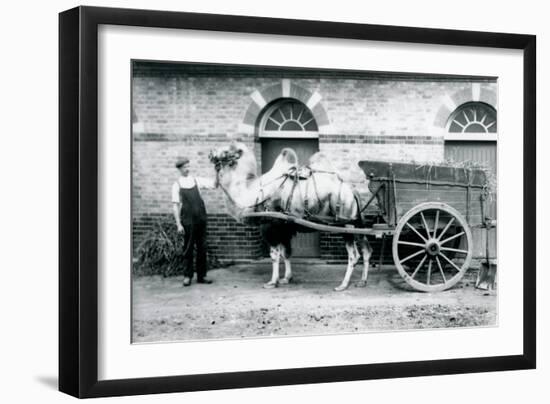 A Bactrian Camel Pulling a Dung Cart at London Zoo, 1913-Frederick William Bond-Framed Photographic Print