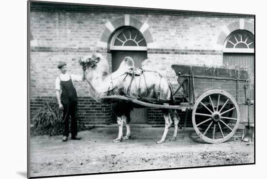 A Bactrian Camel Pulling a Dung Cart at London Zoo, 1913-Frederick William Bond-Mounted Photographic Print
