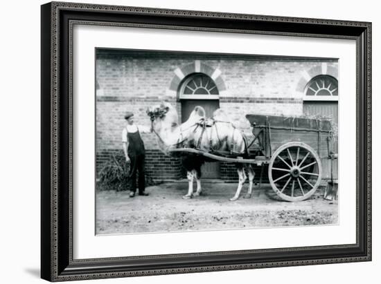 A Bactrian Camel Pulling a Dung Cart at London Zoo, 1913-Frederick William Bond-Framed Photographic Print