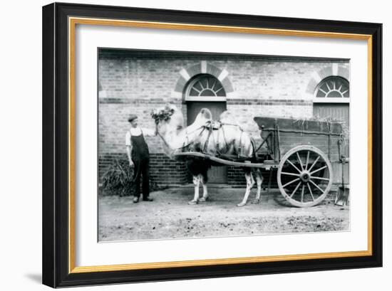 A Bactrian Camel Pulling a Dung Cart at London Zoo, 1913-Frederick William Bond-Framed Photographic Print