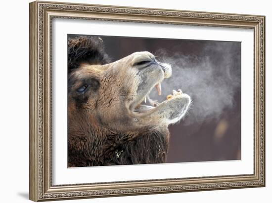 A Bactrian Camel with Steam Coming Out of its Mouth-null-Framed Photo