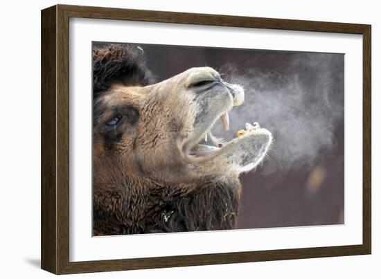 A Bactrian Camel with Steam Coming Out of its Mouth-null-Framed Photo