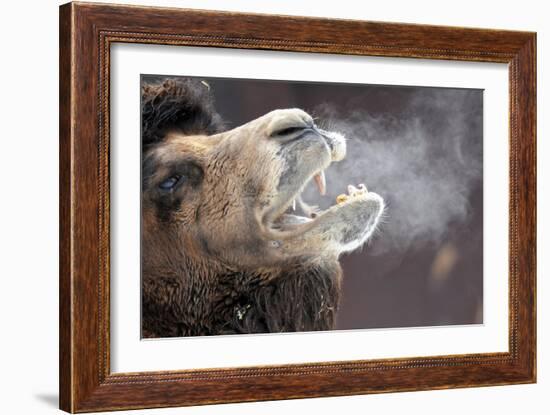 A Bactrian Camel with Steam Coming Out of its Mouth-null-Framed Photo