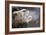 A Bactrian Camel with Steam Coming Out of its Mouth-null-Framed Photo