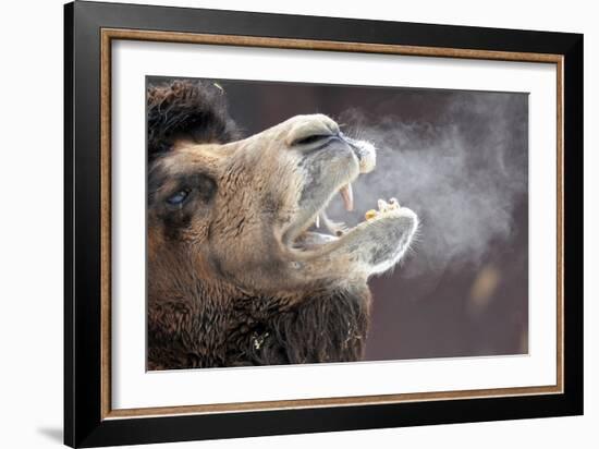 A Bactrian Camel with Steam Coming Out of its Mouth-null-Framed Photo