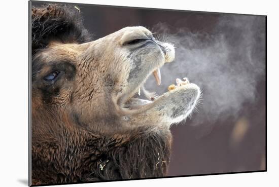 A Bactrian Camel with Steam Coming Out of its Mouth-null-Mounted Photo