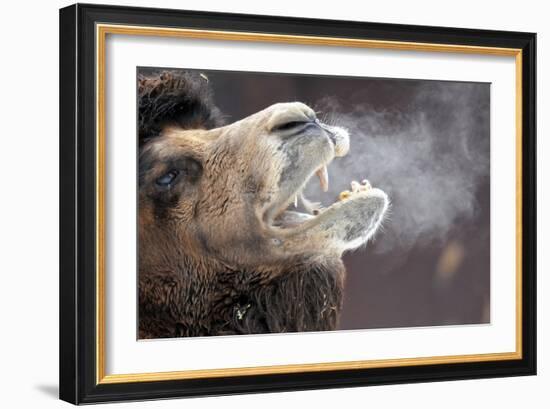 A Bactrian Camel with Steam Coming Out of its Mouth-null-Framed Photo