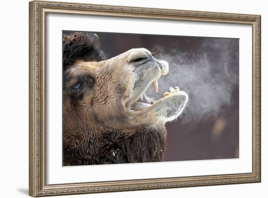 A Bactrian Camel with Steam Coming Out of its Mouth-null-Framed Photo