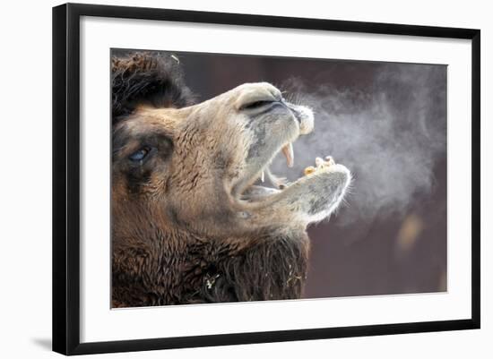 A Bactrian Camel with Steam Coming Out of its Mouth-null-Framed Photo