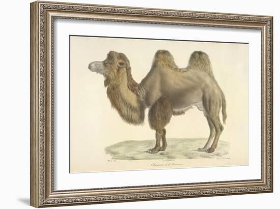 A Bactrian Camel-Werner-Framed Giclee Print