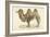 A Bactrian Camel-Werner-Framed Giclee Print