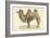 A Bactrian Camel-Werner-Framed Giclee Print