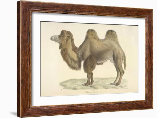 A Bactrian Camel-Werner-Framed Giclee Print