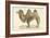 A Bactrian Camel-Werner-Framed Giclee Print